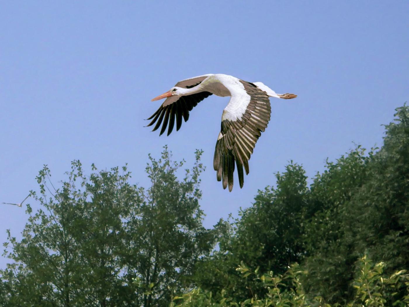 ... gleitet durch die Lüfte