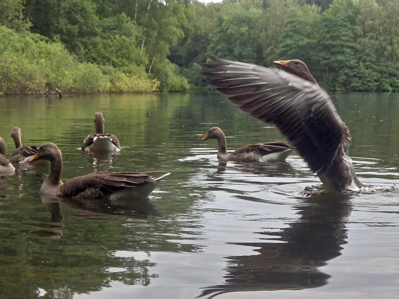 Wasserflugzeug