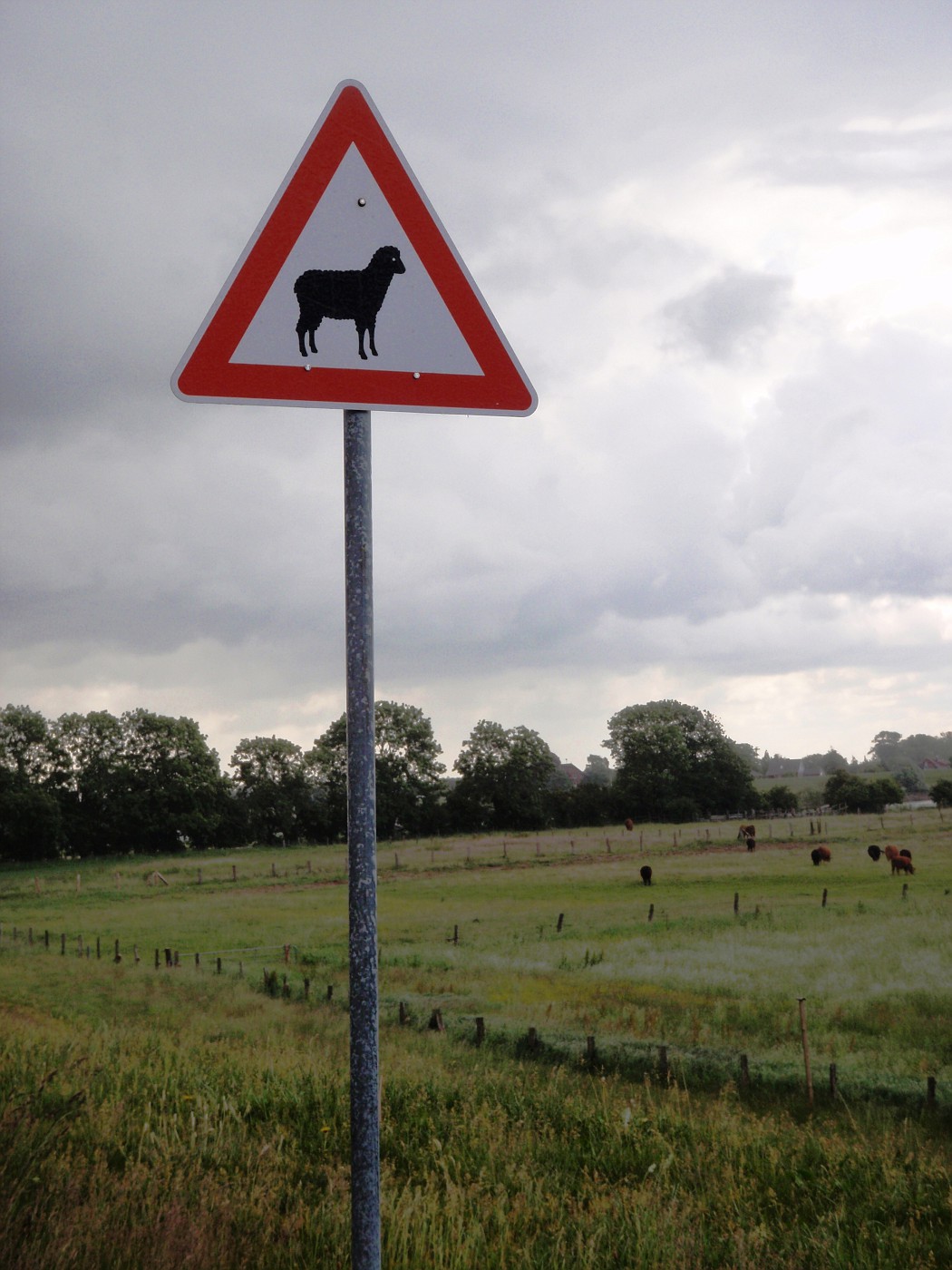 Schafe auf der Fahrbahn!