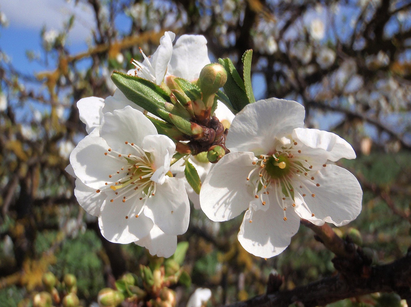 Flor de cerezo