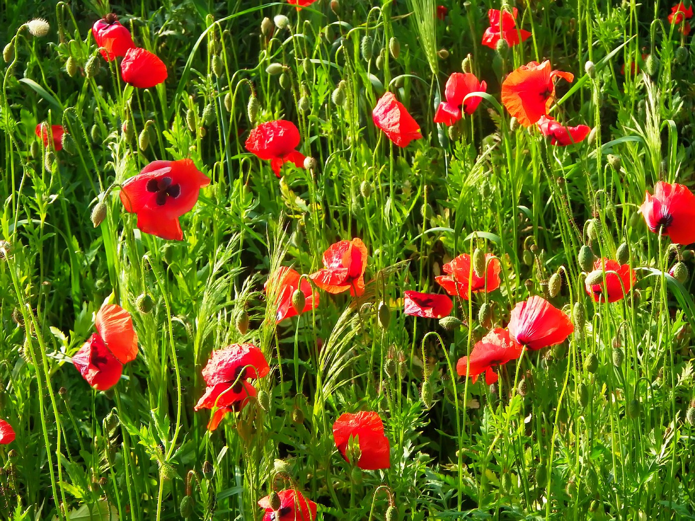 Poppies am Wegesrand