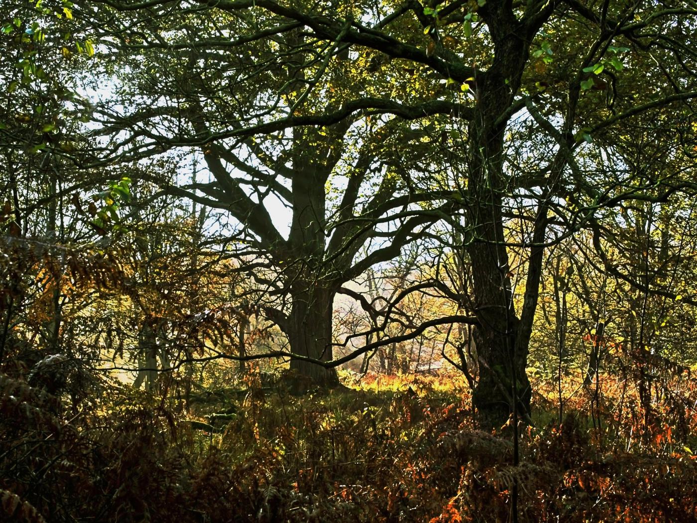 Herbstlicher Urwald