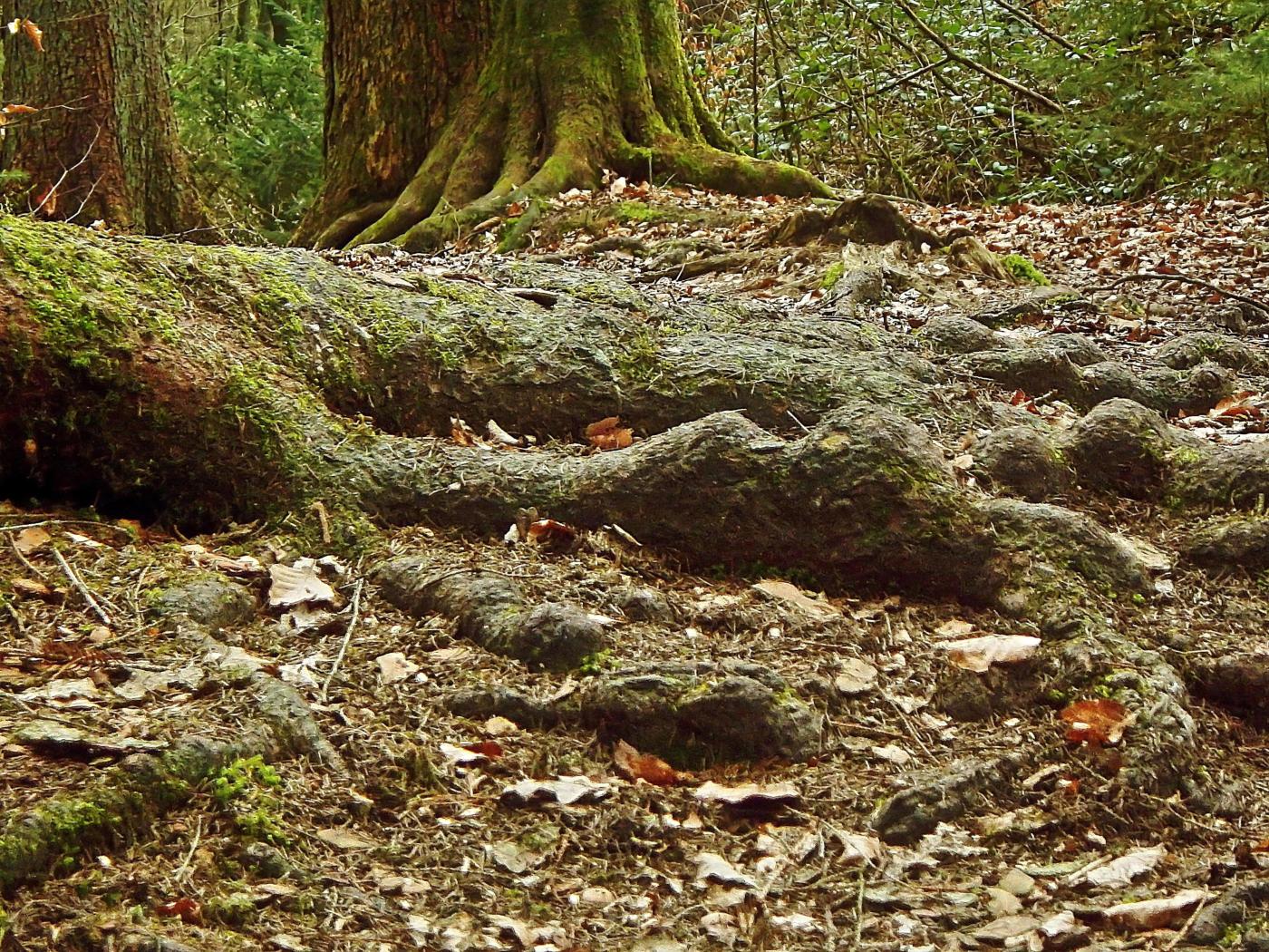 Knorrige Wurzeln auf Felsen