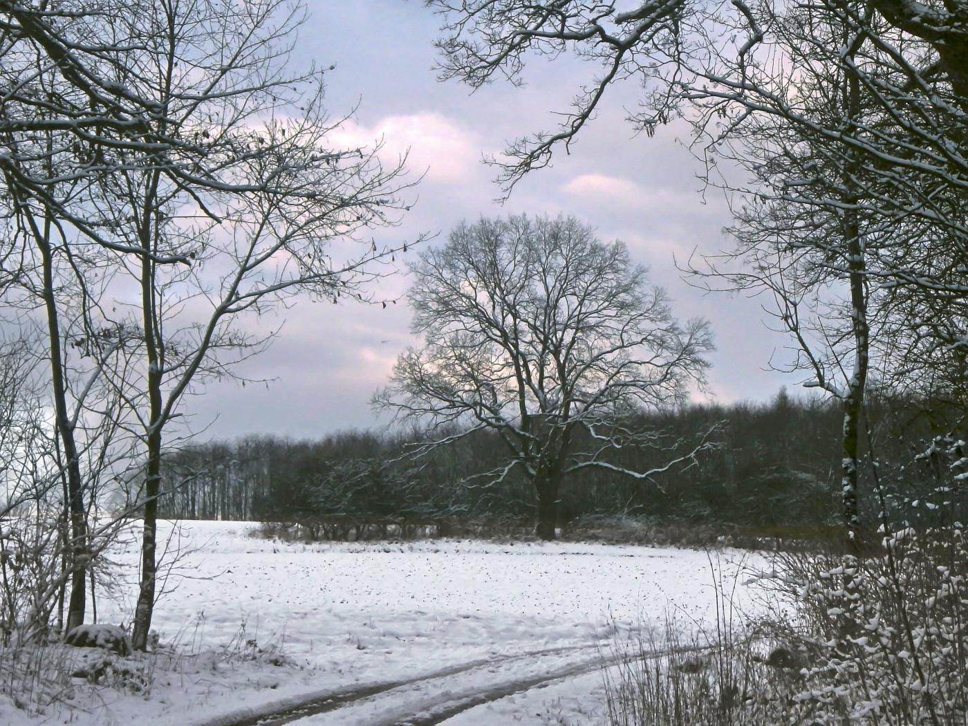 Ottensteiner Wald