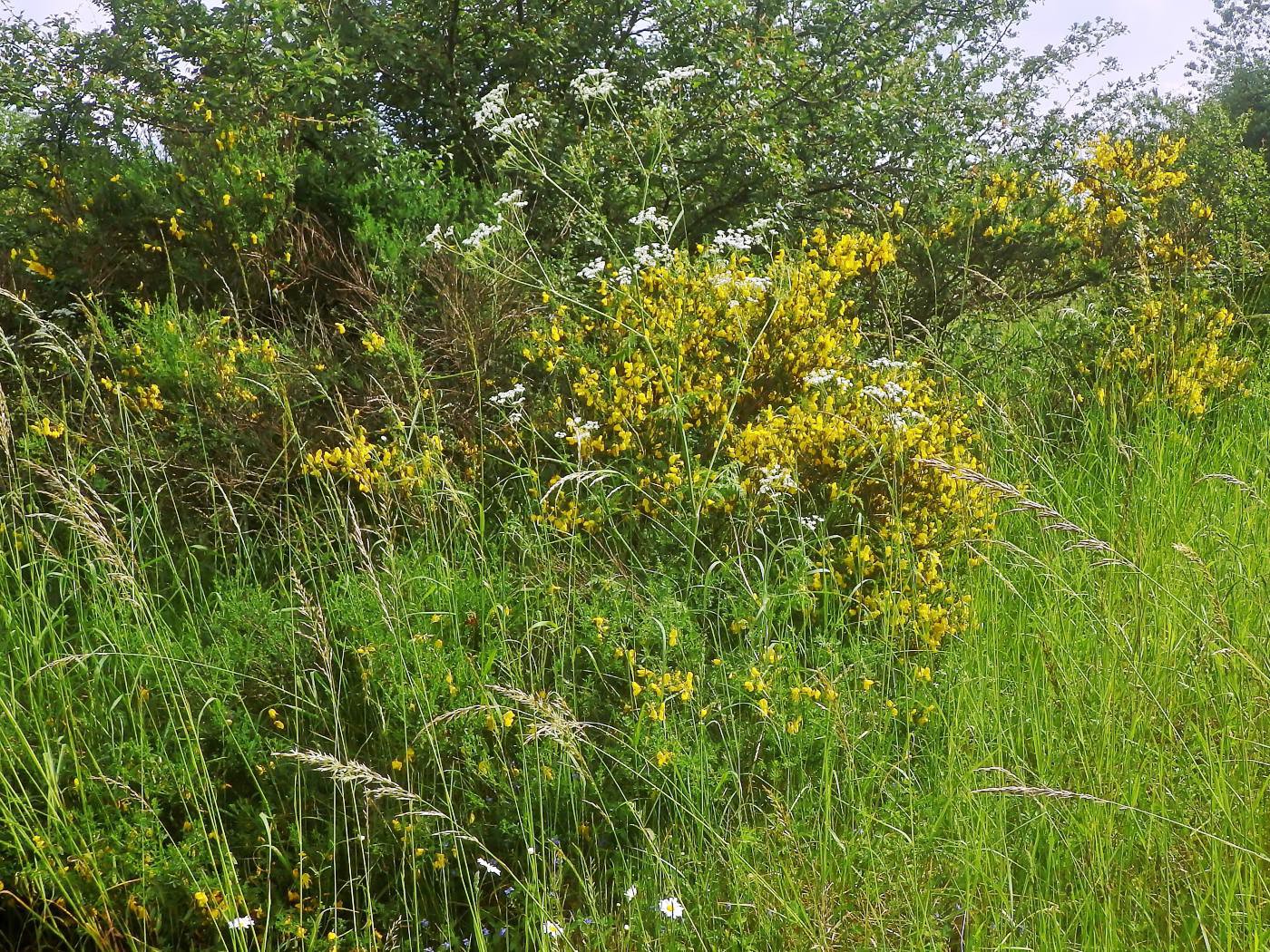 Auf dem Mühlingsberg