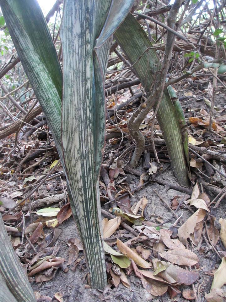 Photo: s Sansevieria sp. Pemba | Mozambique album | Cok