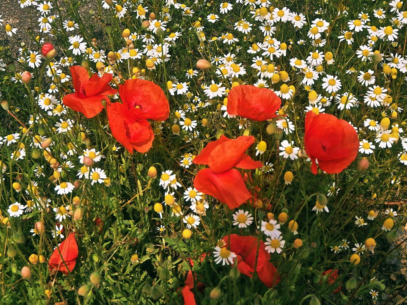 Sommerblüten