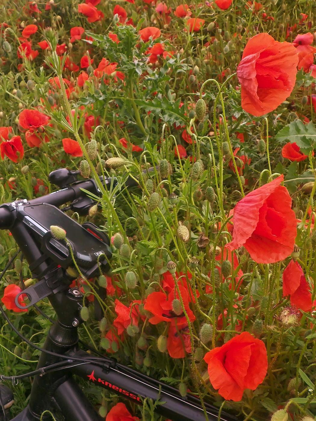 Von Poppies umschmeichelt