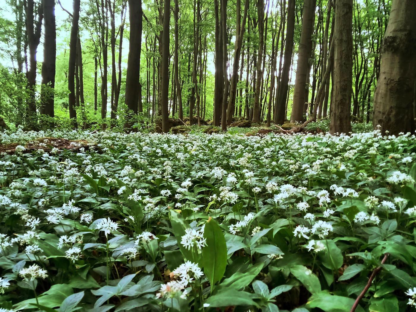 Bärlauchwiese