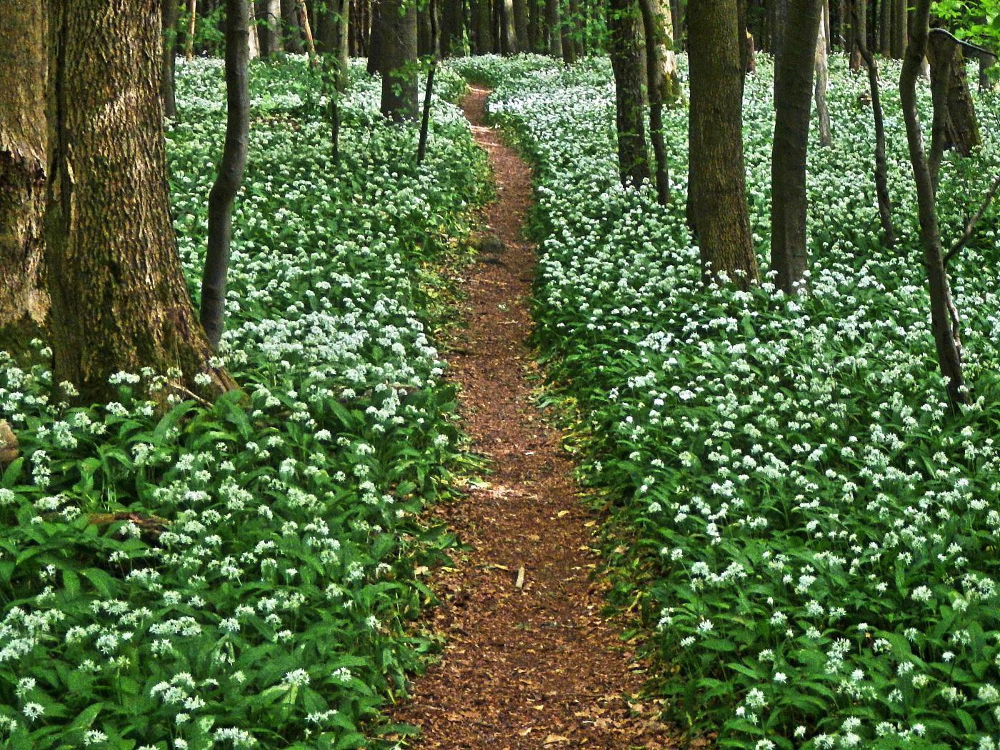 Bärenklau-Weg