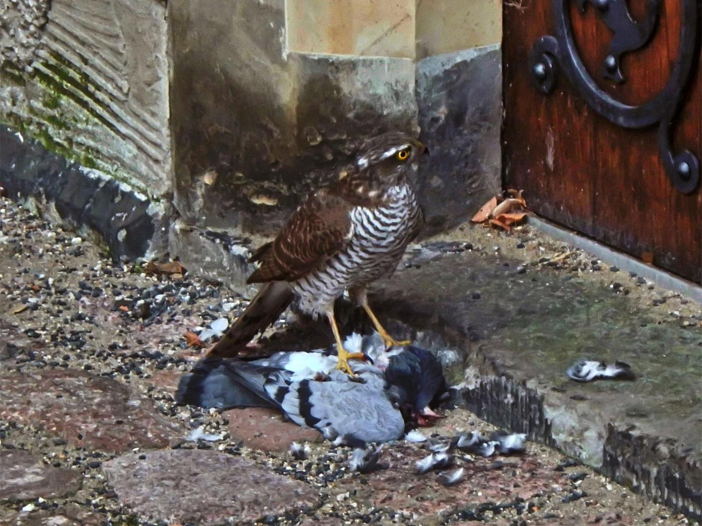 Burgsperber bei der Arbeit