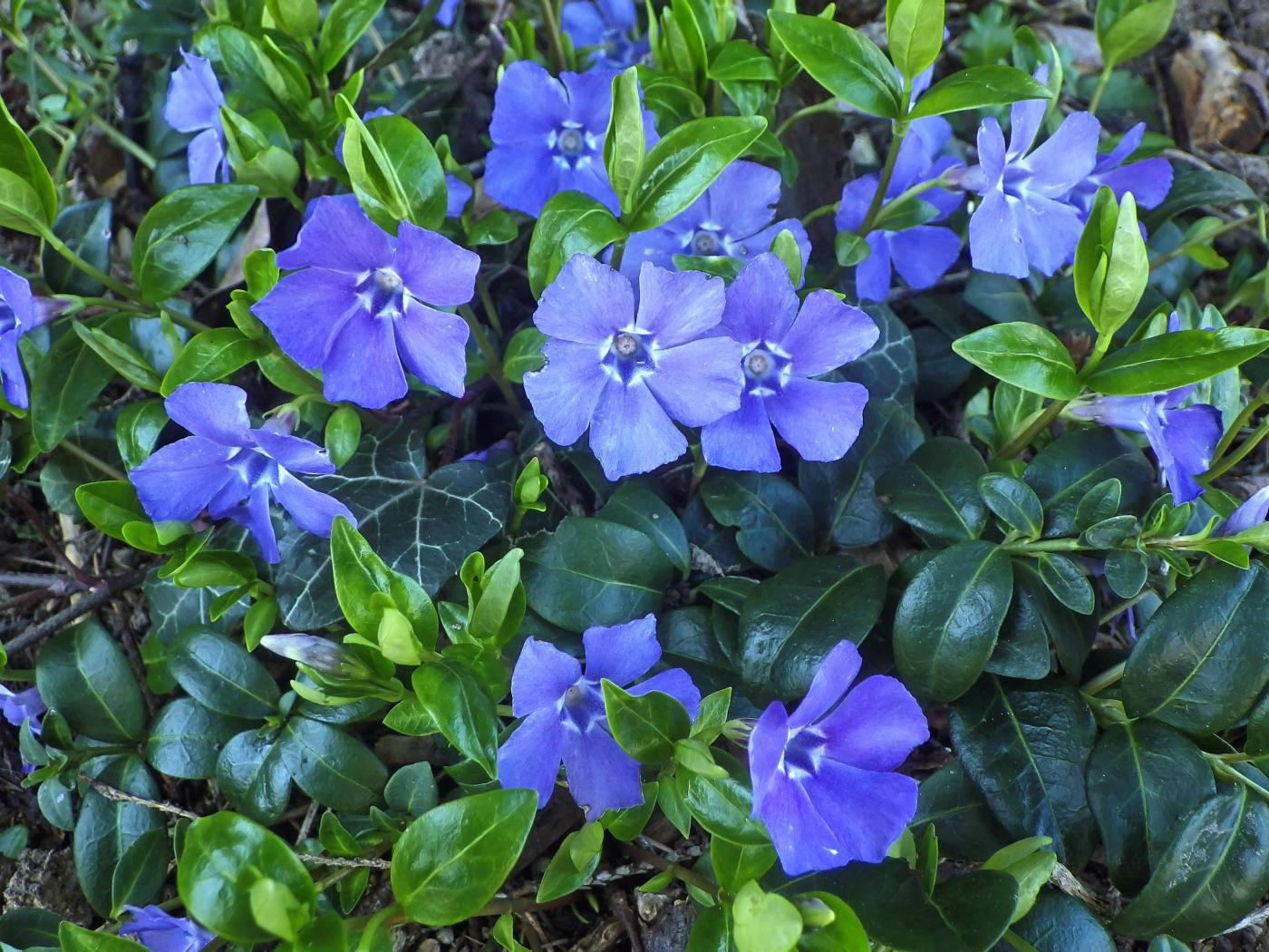 Immer grün und manchmal blau