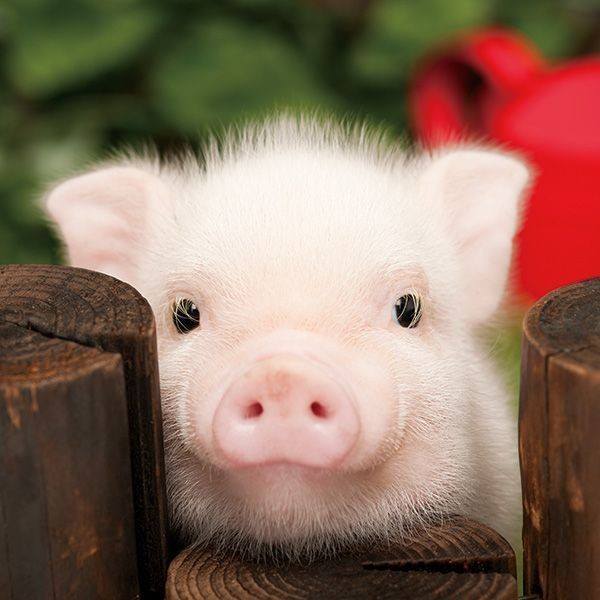 Веселая свинка фото