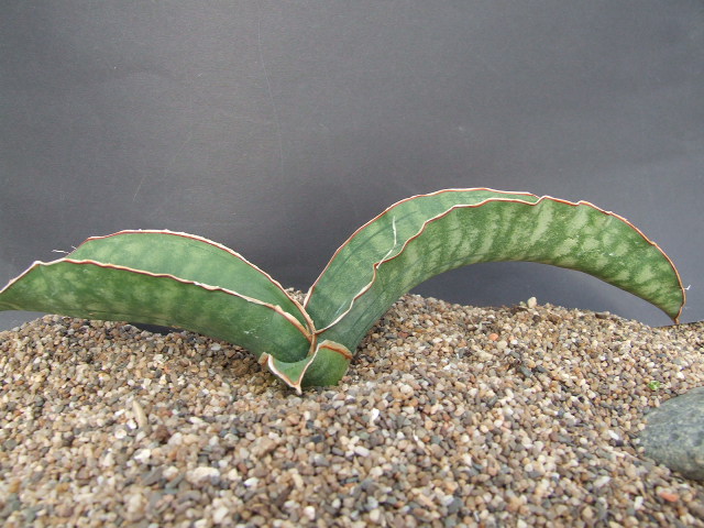 Sansevieria sp. Mafinga Tanzania Dragon King サンスベリア sp