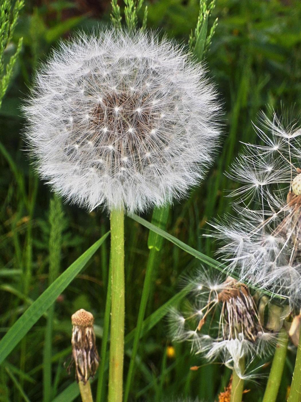 Pusteblume