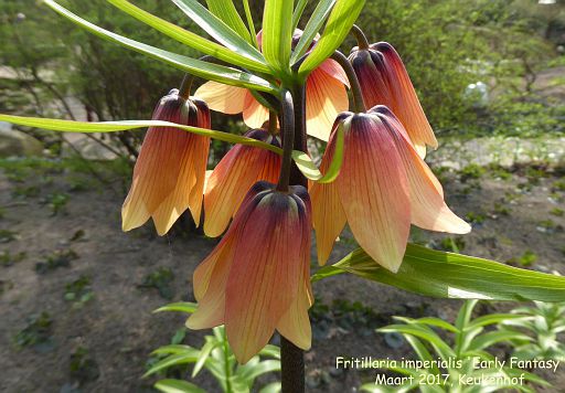 Fritillaria imperialis 'Early Fantasy'