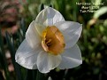 Narcissus 'Kaydee'