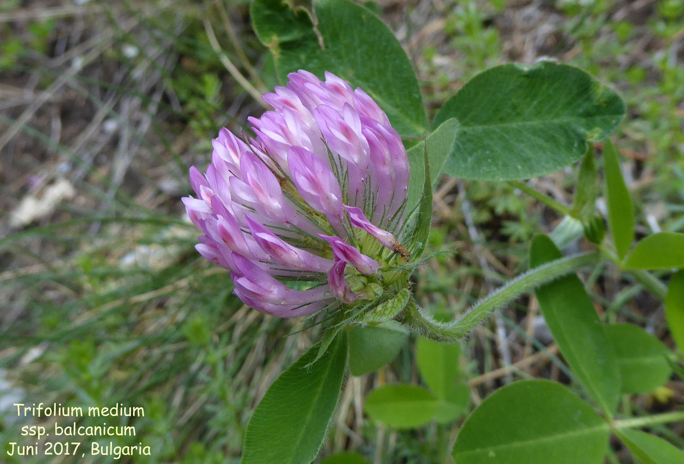 Trifolium medium ssp. balcanicum