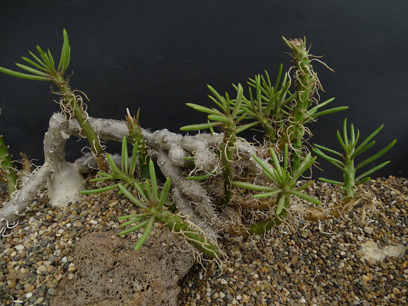Kleinia mweroensis ssp. leptophylla