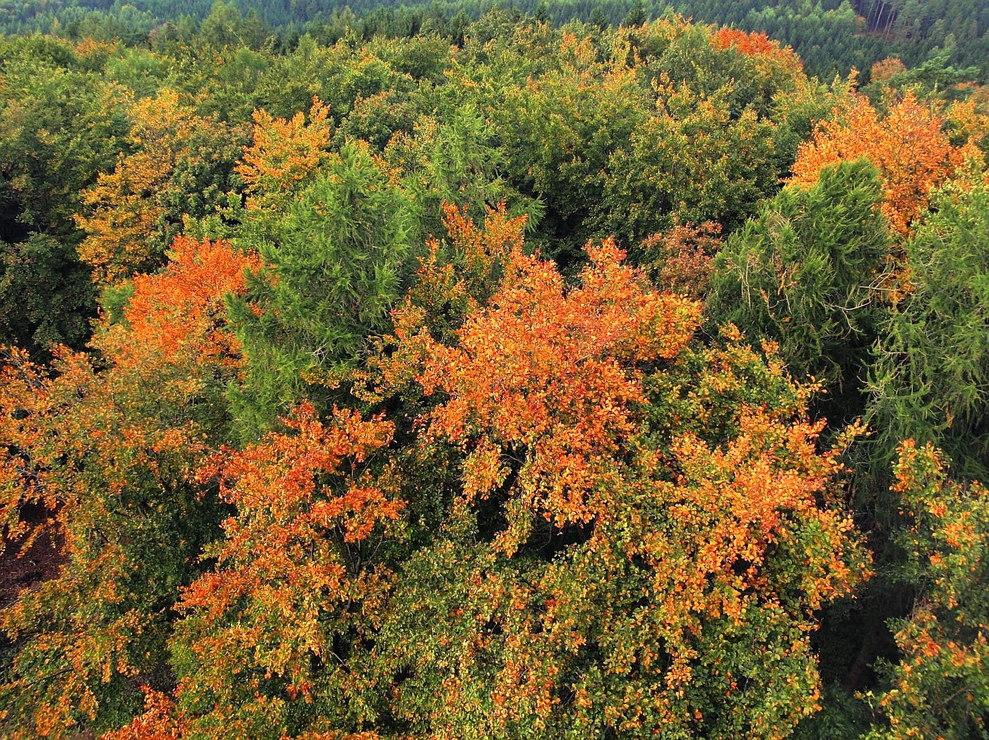 Der Mischwald wird bunt!