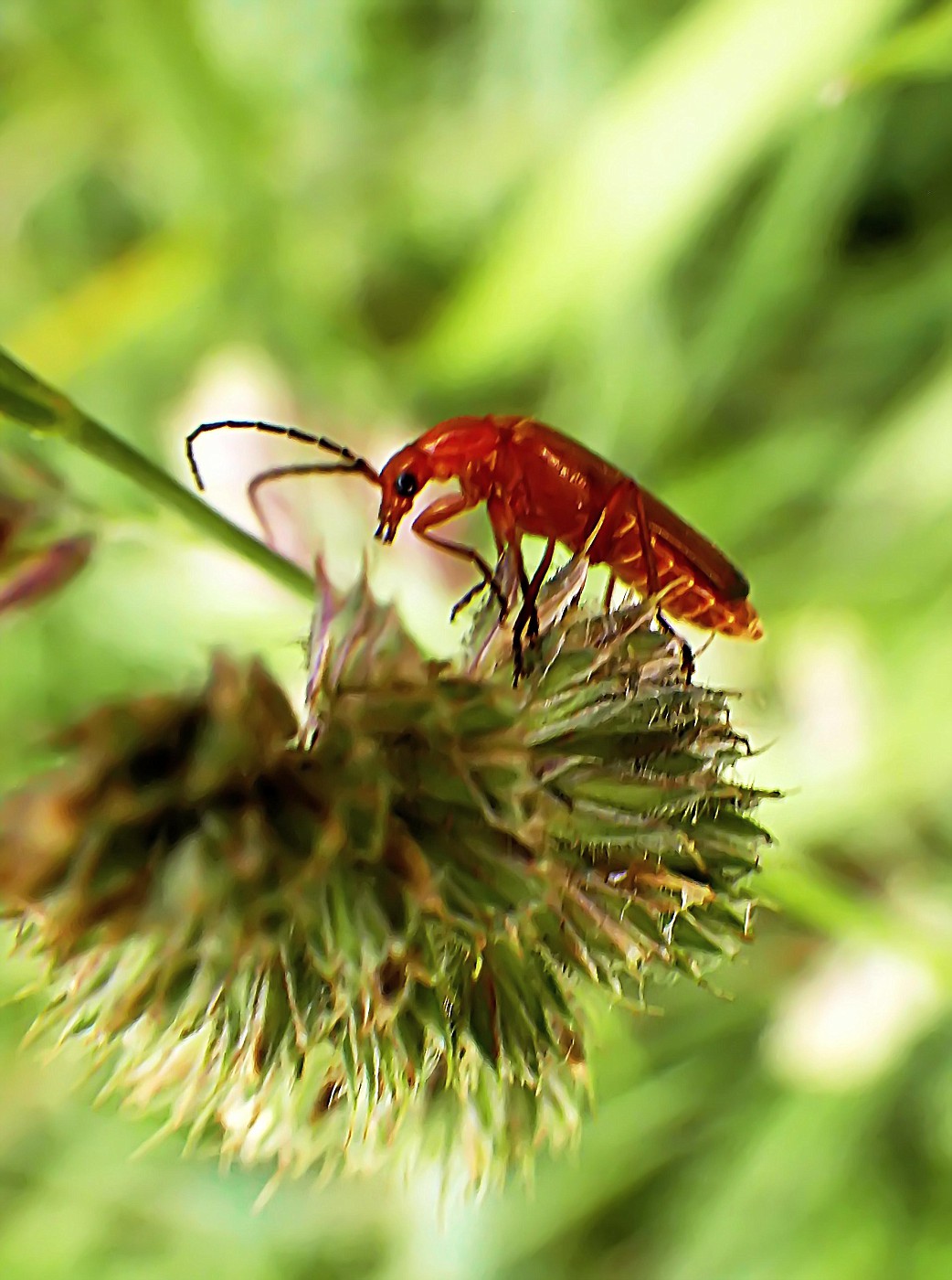 Roter Weichkäfer