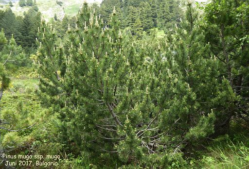 Pinus mugo ssp. mugo