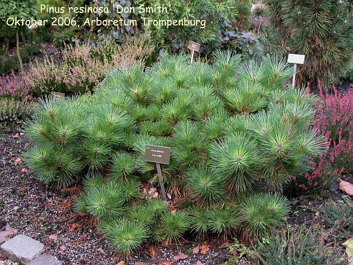 Pinus resinosa 'Don Smith'