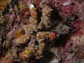 Decorator Crab - Can you see his 6 legs