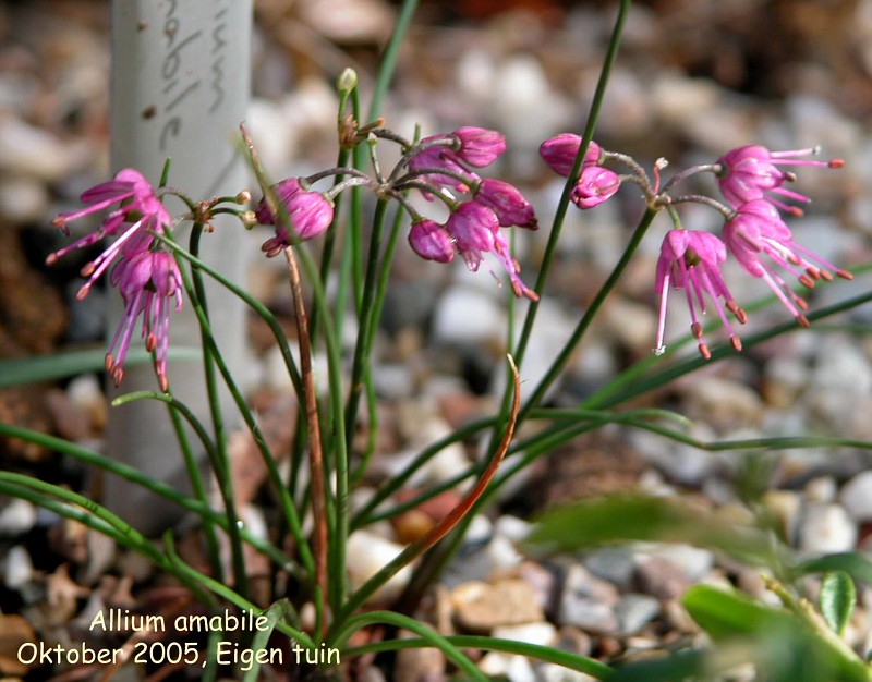 Allium amabile