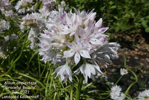 Allium amplectens 'Graceful Beauty'