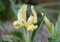 Iris chamaeiris