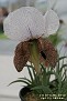 Iris iberica ssp. iberica