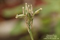 Aloe parviflora