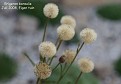 Erigeron borealis (seed)
