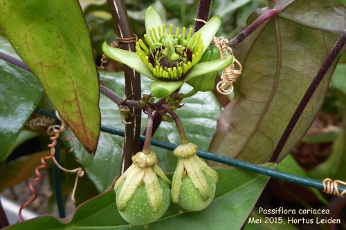 Passiflora coriacea