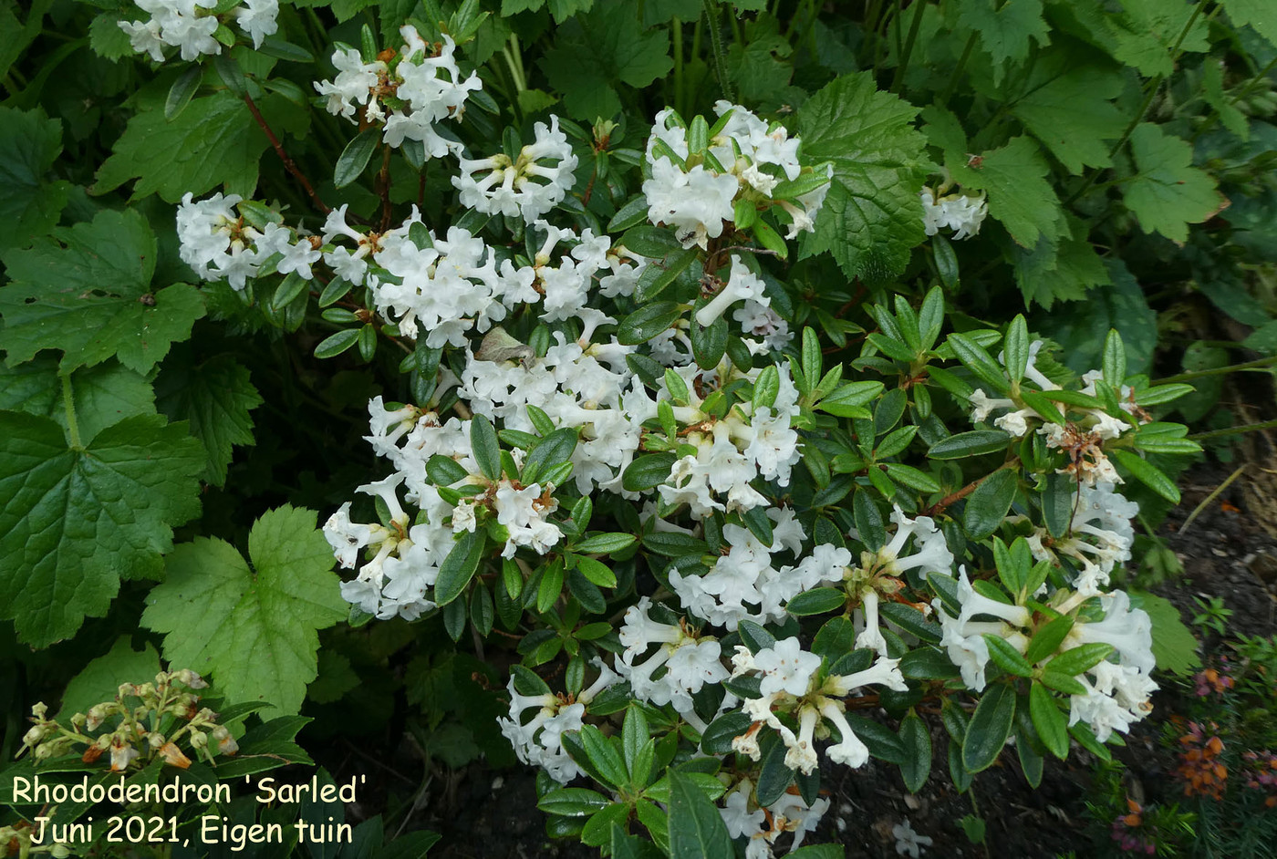 Photo: Rhododendron 'Sarled' | Rhododendron (Hybrid Cultivars) album | Nora  Goosen