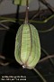 Aristolochia grandiflora (fruit)