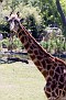 80418_0150 giraffe.jpg