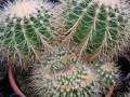 Echinocactus grusonii crest