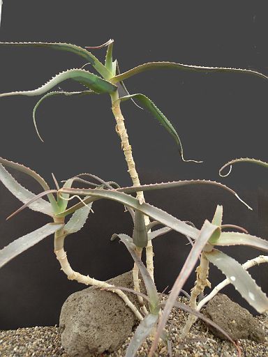 Aloe acutissima An.
