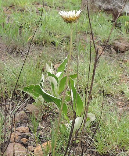 084 Berkheya rehmannii Asteraceae close to Namaacha southern Mozambique