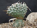 Tephrocactus articulatus (v. papyracanthus ) fa. cristata