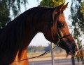 Arabian Place (ArabHorsePlace) avatar