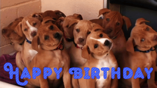 Photo: cute-puppies-funny-happy-birthday-gif, ~*~Birthdays~*~ album, Miracle-Marge