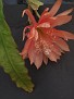 Epiphyllum Appael CG 10