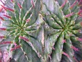 Euphorbia horrida 2 heads