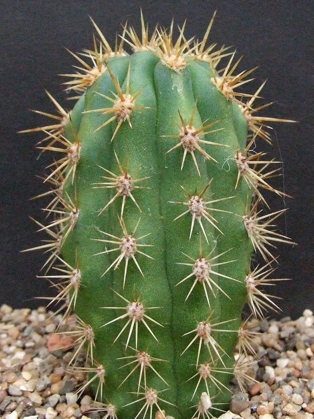 Azureocereus viridis