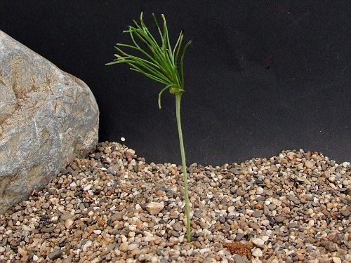 Eriospermum piliferum