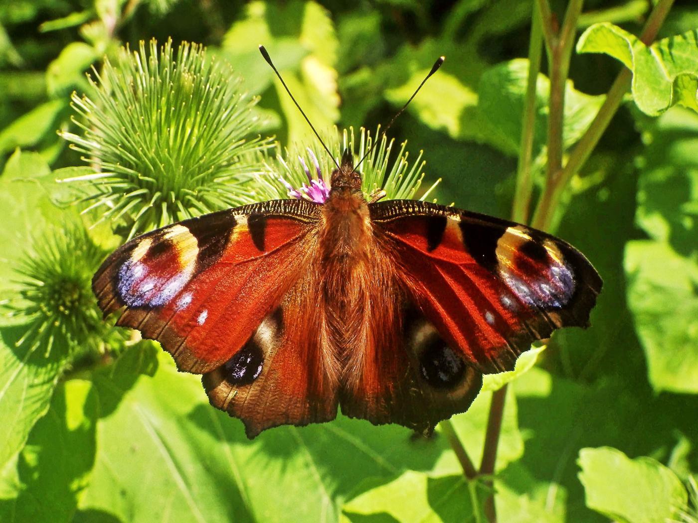 Fliegende Augen