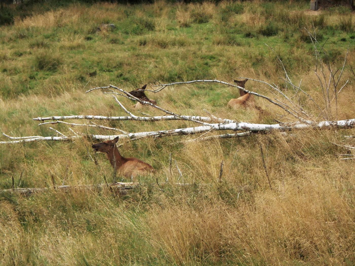 Wildpark Sababurg